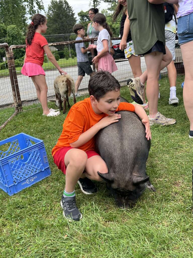 Getting to know a pet pig
